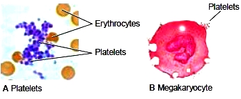 thrombocytes platelets leukocytes erythrocytes